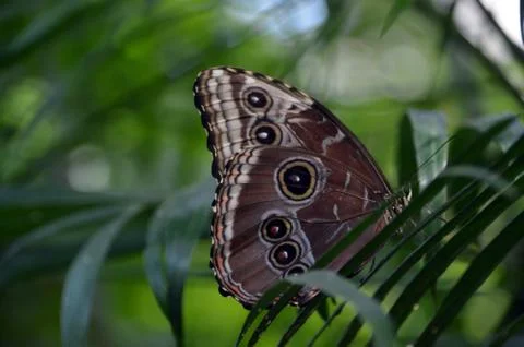 Butterfly Stock Photos