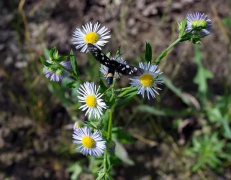 Butterfly Stock Photos