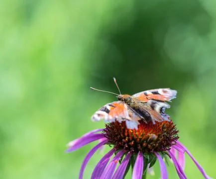 Butterfly Stock Photos