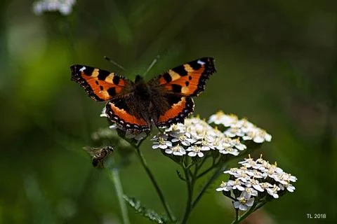 Butterfly Stock Photos