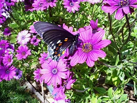 Butterfly Foto stock