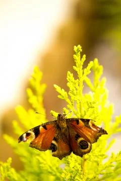 Butterfly Stock Photos