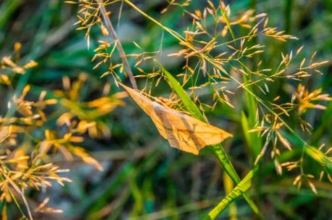 Butterfly Stock Photos