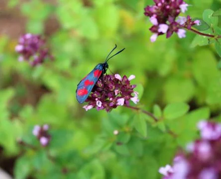 Butterfly Stock Photos
