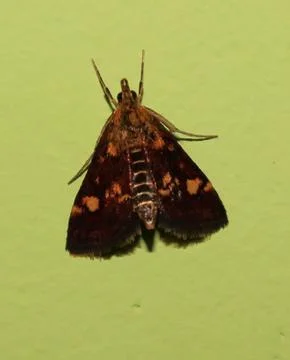 Butterfly Stock Photos
