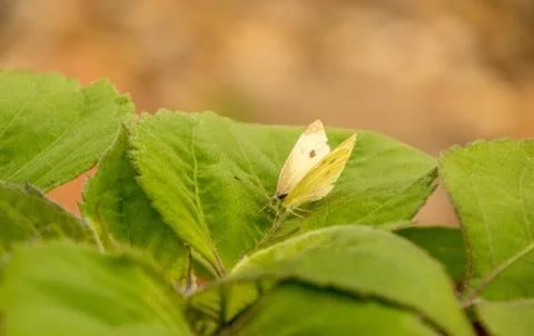 Butterfly Stock Photos