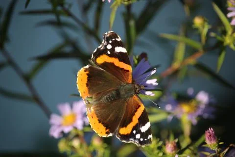 Butterfly Stock Photos
