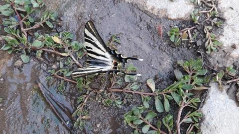 Butterfly Stock Photos