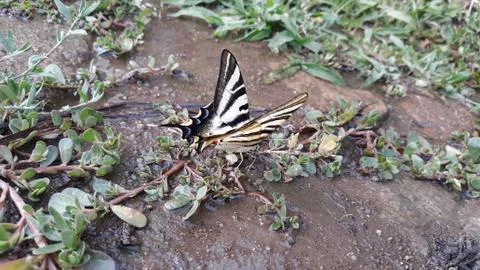 Butterfly Stock Photos