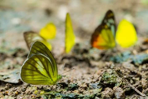 Butterfly Stock Photos