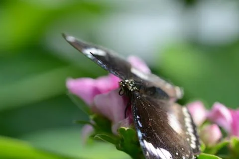 Butterfly 스톡 사진