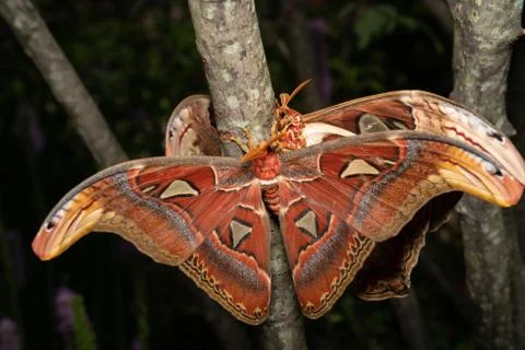Butterfly Stock Photos