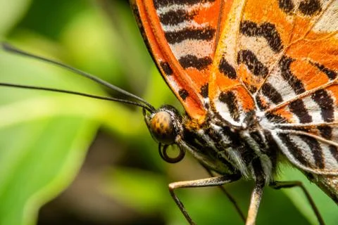 Butterfly Stock Photos