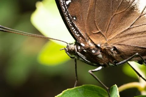 Butterfly Foto stock