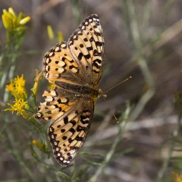 Butterfly Stock Photos