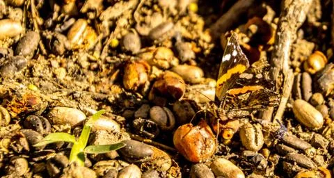 Butterfly Stock Photos