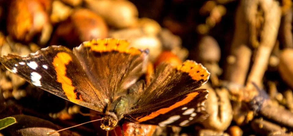 Butterfly Foto stock
