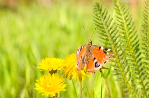 Butterfly Stock Photos