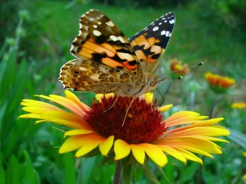 Butterfly. Stock Photos