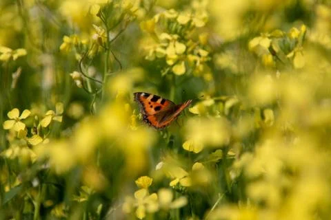 Butterfly Foto stock