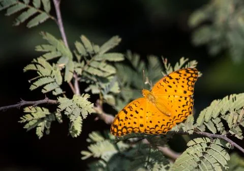 Butterfly Stock Photos