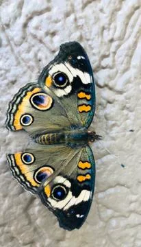 Butterfly Stock Photos