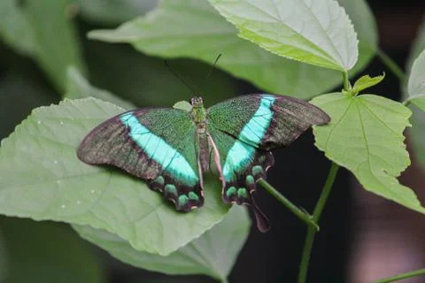Butterfly Stock Photos
