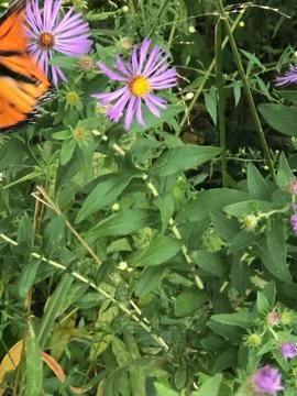 Butterfly 库存照片