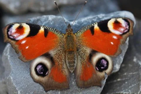 Butterfly Foto stock