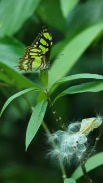 A butterfly Stock Photos
