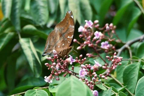 Butterfly Stock Photos