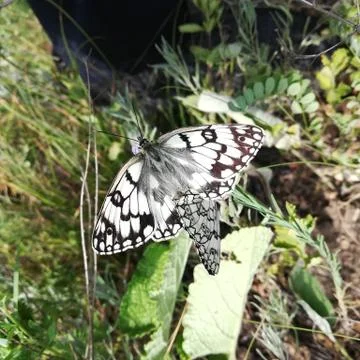 Butterfly 스톡 사진