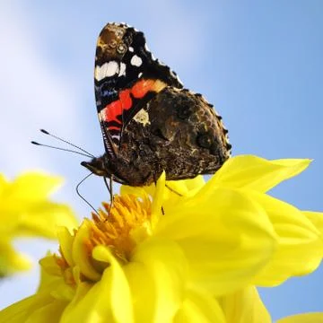 Butterfly Stock Photos