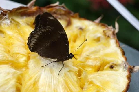 Butterfly Stock Photos