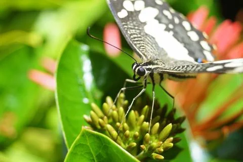 Butterfly Stock Photos