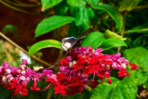 BUTTERFLY Stock Photos