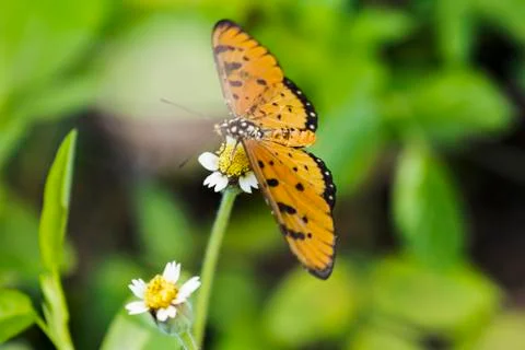The butterfly Foto stock
