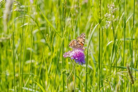 Butterfly Foto stock