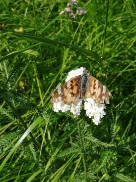 BUTTERFLY Stock Photos