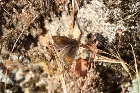 Butterfly Stock Photos