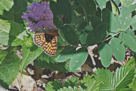 BUTTERFLY Stock Photos