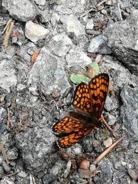 BUTTERFLY Stock Photos