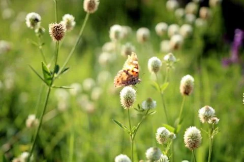 Butterfly Stock Photos