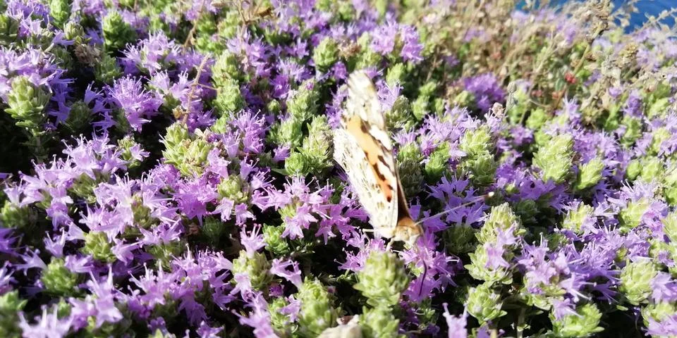 Butterfly Stock Photos