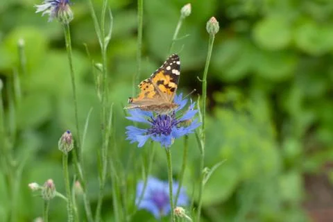Butterfly Stock Photos