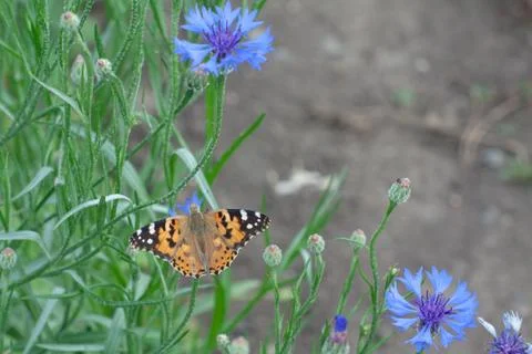Butterfly Stock Photos