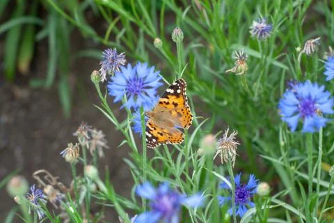 Butterfly Stock Photos