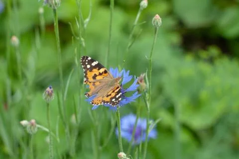 Butterfly Stock Photos