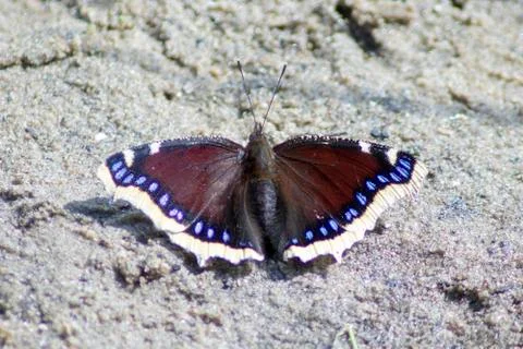 Butterfly. Stock Photos
