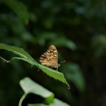 Butterfly Stock Photos